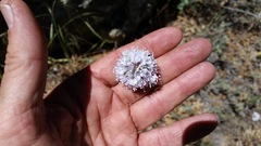 Gilia capitata abrotanifolia