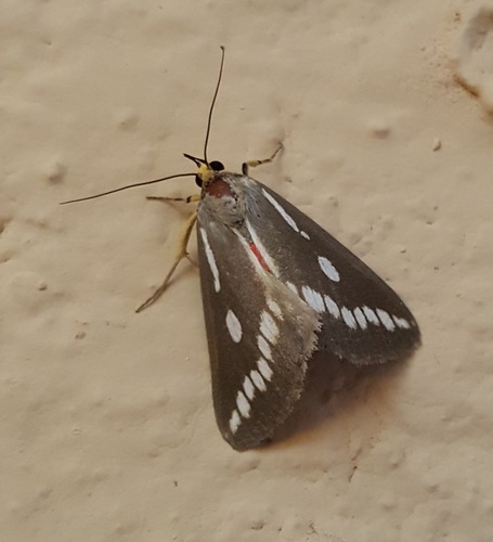 Calesia zambesita