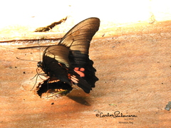 Heraclides anchisiades capys