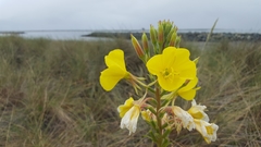 Oenothera elata hookeri