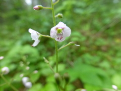 Veronica uralensis