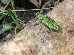 Chrysodema