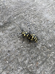 Anoplophora horsfieldii