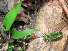 Chrysodema