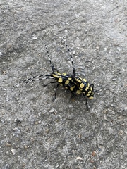 Anoplophora horsfieldii
