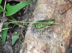 Chrysodema