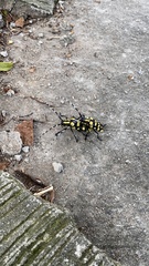 Anoplophora horsfieldii
