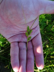 Carex hirsutella
