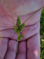 Carex hirsutella