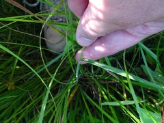 Carex hirsutella