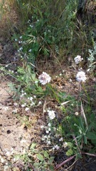 Gilia capitata abrotanifolia
