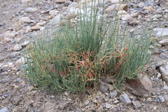 Ephedra intermedia