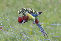 Platycercus eximius diemenensis