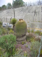 Echinocactus
