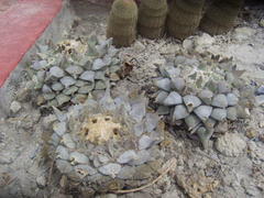 Ariocarpus retusus