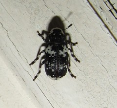 Euparius lugubris