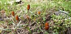 Galeropsis polytrichoides