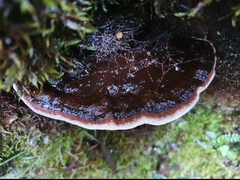 Fomitopsis hemitephra