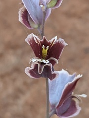 Streptanthus polygaloides