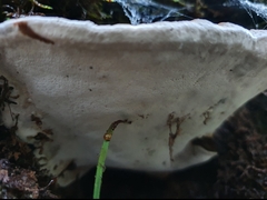 Fomitopsis hemitephra