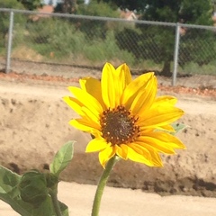 Helianthus