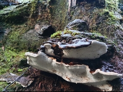 Fomitopsis hemitephra