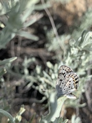 Plebulina emigdionis