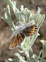Plebulina emigdionis