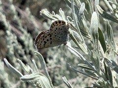 Plebulina emigdionis