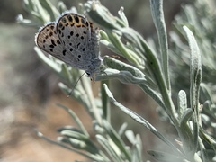 Plebulina emigdionis