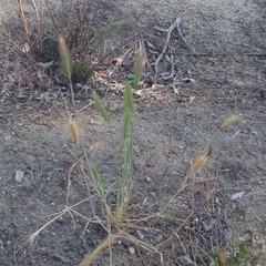 Hordeum murinum