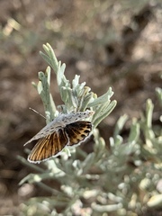 Plebulina emigdionis
