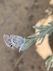 Plebulina emigdionis