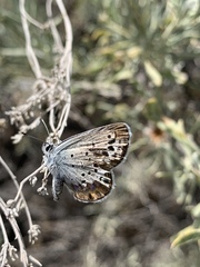 Plebulina emigdionis
