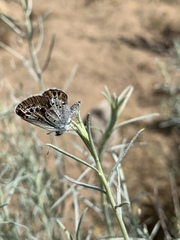 Plebulina emigdionis