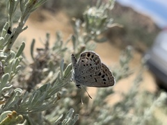 Plebulina emigdionis