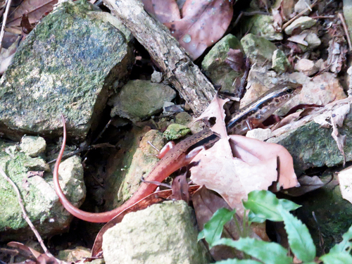 Indian Forest Skink, photo 9 of 9
