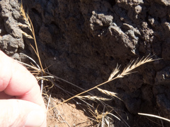 Festuca microstachys