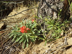 Castilleja martini martini