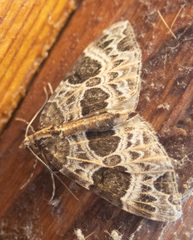 Ecliptopera silaceata