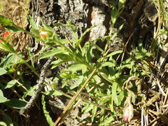 Castilleja martini martini