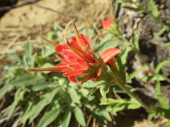 Castilleja martini martini