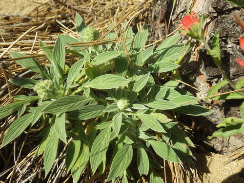 Image of Phacelia egena by (c) Zack Abbey, some rights reserved (CC BY)