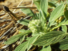 Phacelia egena