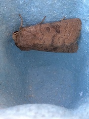 Hoplodrina octogenaria