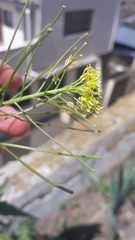 Sisymbrium irio