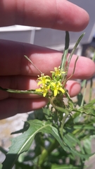 Sisymbrium irio
