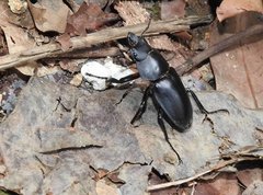 Neolucanus sinicus championi