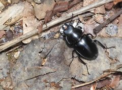 Neolucanus sinicus championi