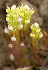 Castilleja ambigua